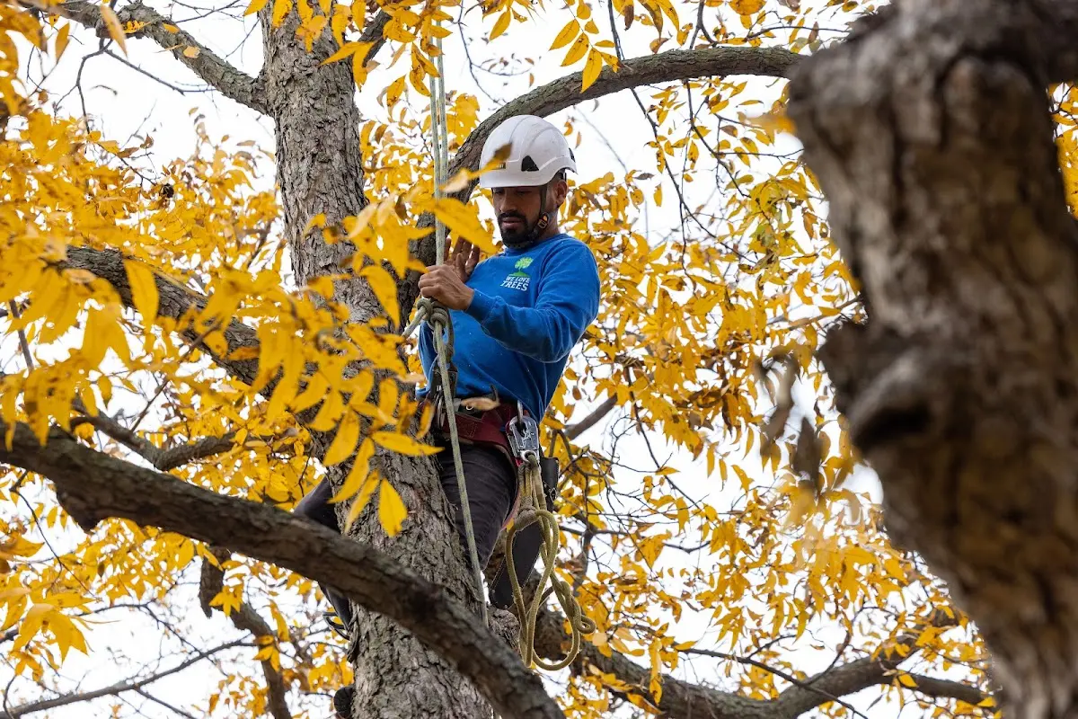 Skilled Tree Pruning crew working in Forksville