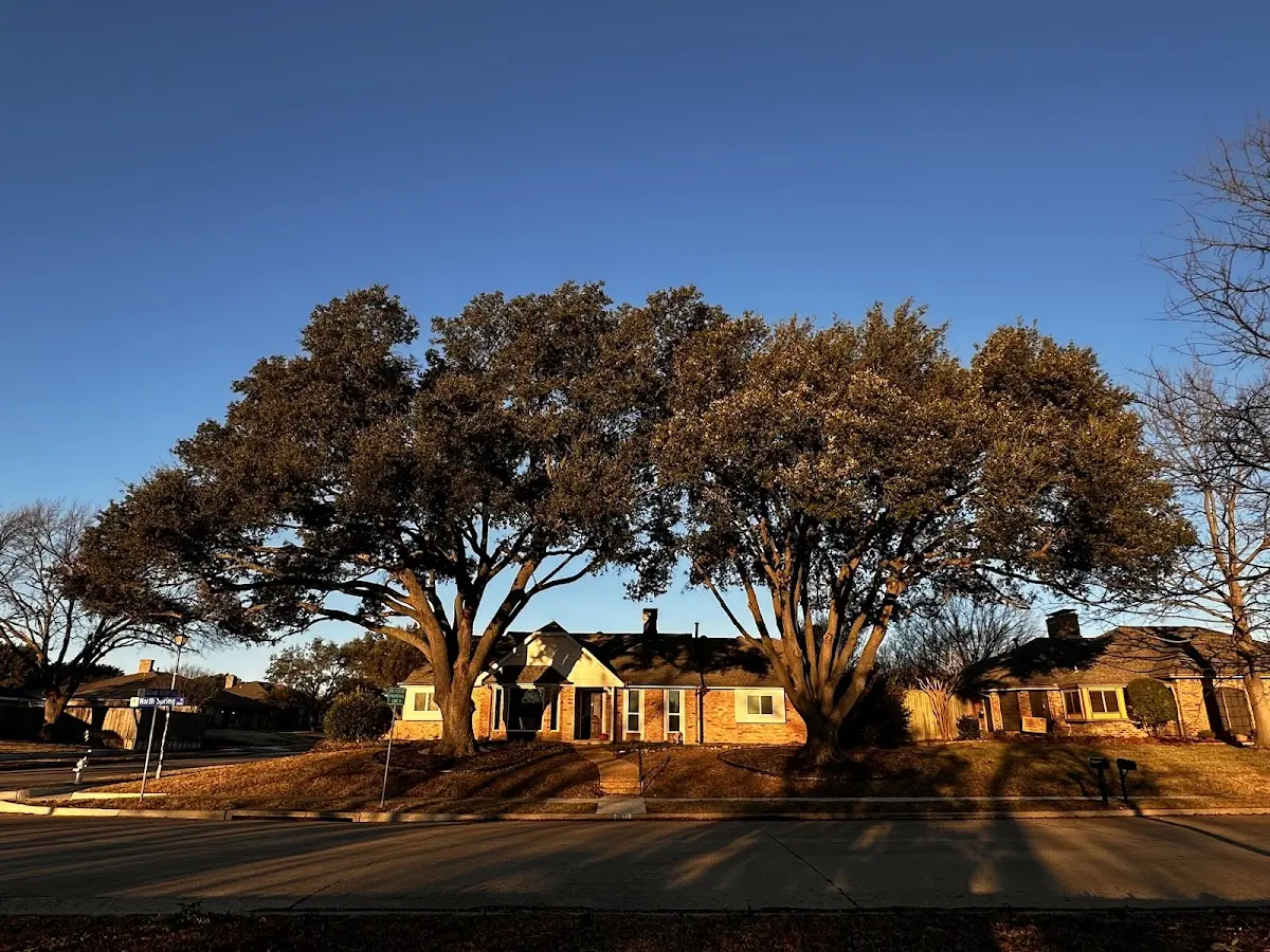 Established residential canopy tree shading a home in Forksville